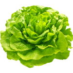 Butterhead Lettuce