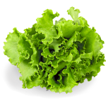 Curly Lettuce