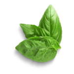 Italian Basil