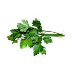 Italian Parsley