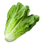 Romaine Lettuce
